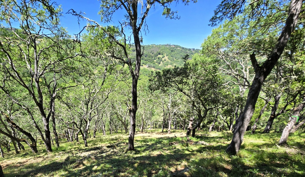 Forest after implementation, no low hanging limbs or ground debris
